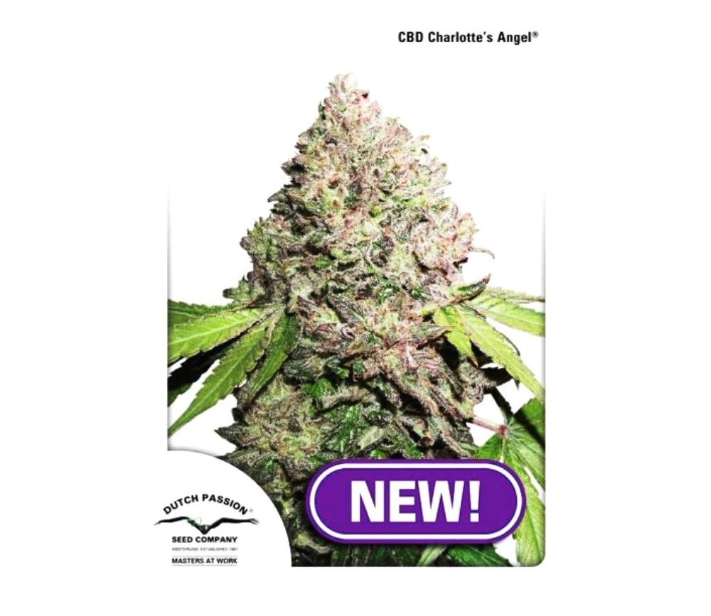 CBD Charlotte's Angel - Dutch Passion