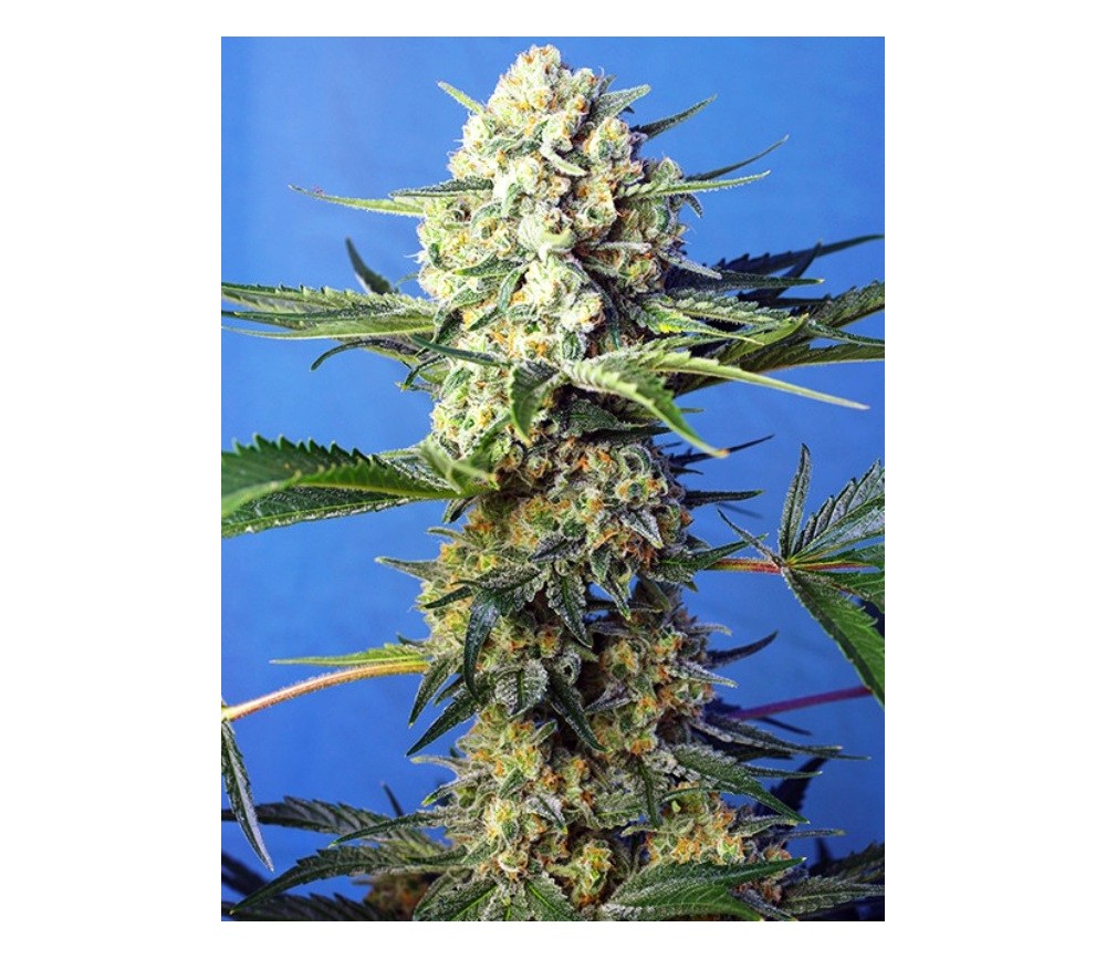 CRYSTAL CANDY F1 FAST VERSION