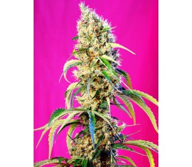 Black Jack CBD - Sweet Seeds