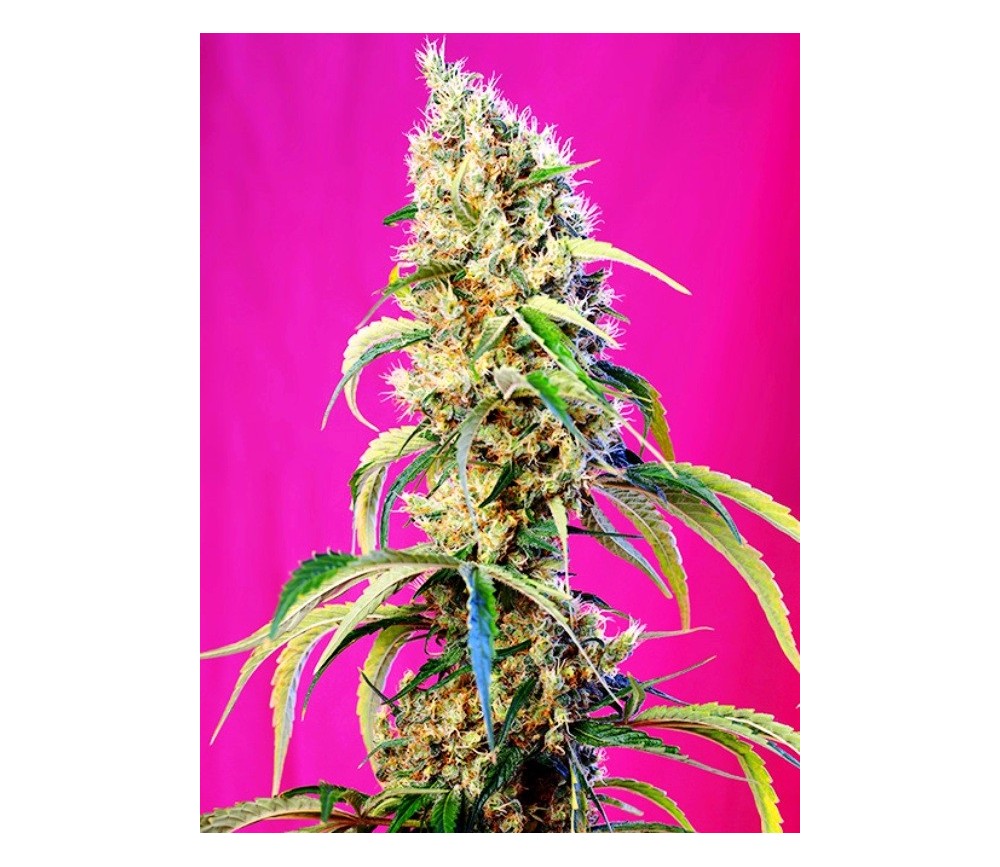 Black Jack CBD - Sweet Seeds