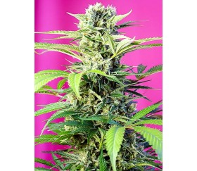 Chem Beyond Diesel CBD - Sweet Seeds