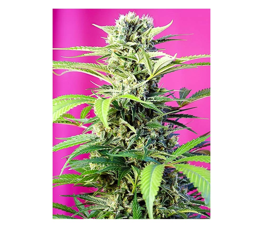 Chem Beyond Diesel CBD - Sweet Seeds