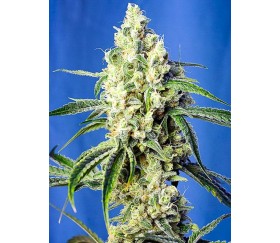 Green Poison CBD - Sweet Seeds