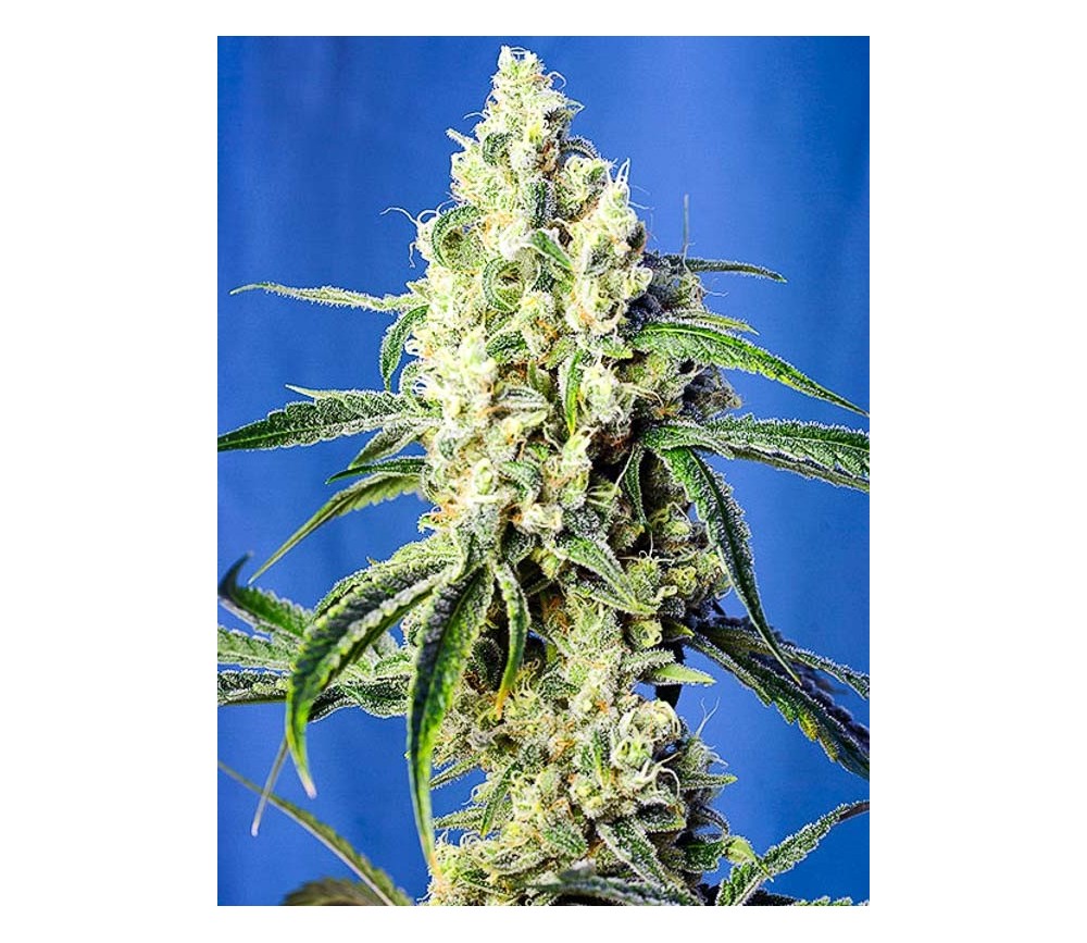 Green Poison CBD - Sweet Seeds