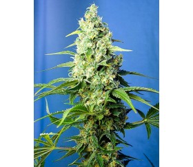 Honey Peach Auto CBD - Sweet Seeds