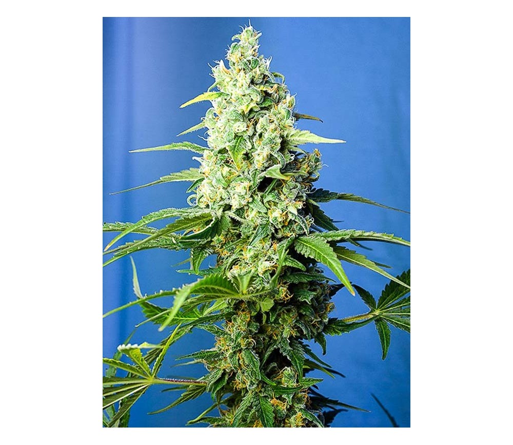 Honey Peach Auto CBD - Sweet Seeds