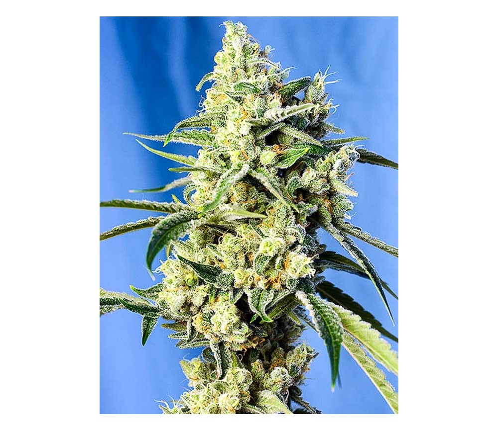 Sweet Amnesia Haze - Sweet Seeds