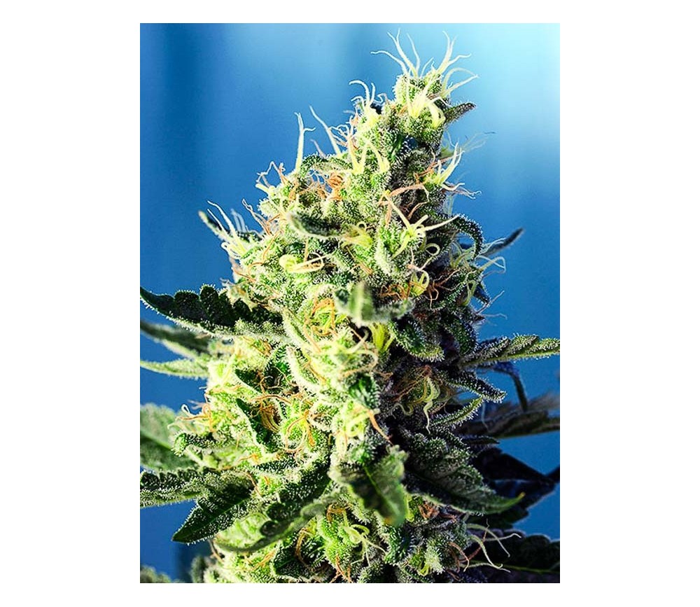 Sweet Pure CBD - Sweet Seeds
