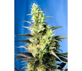 Ice Cool CBD - Sweet Seeds