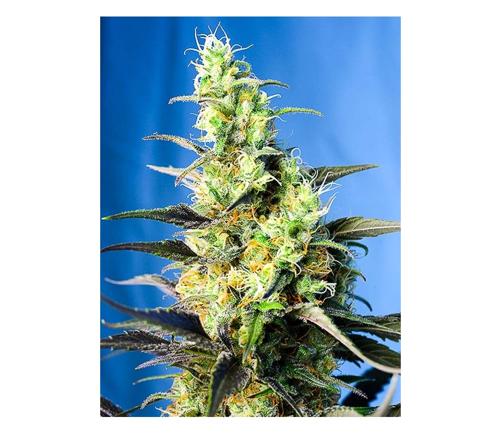 Ice Cool CBD - Sweet Seeds