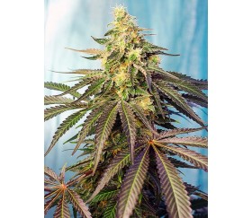 Cream Caramel CBD - Sweet Seeds