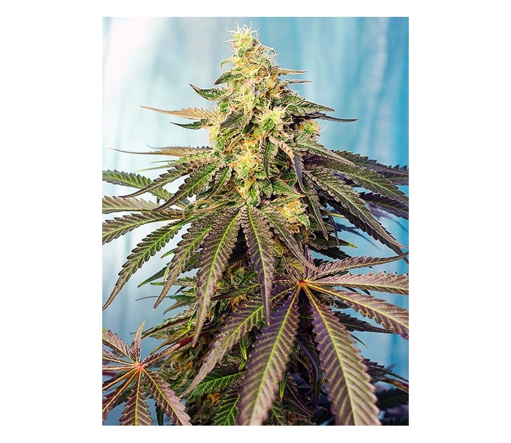 Cream Caramel CBD - Sweet Seeds