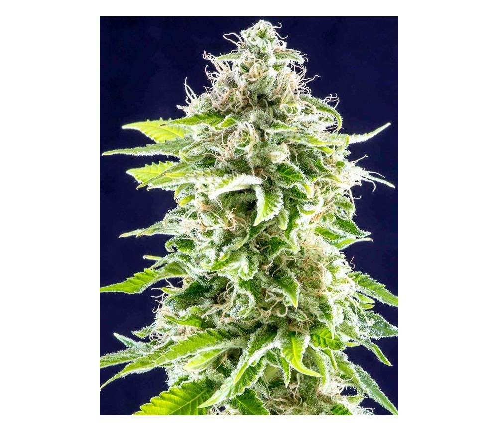 Cookies Haze - Kannabia Seeds