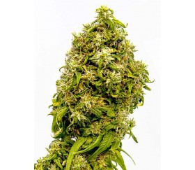 Swiss Dream CBD - Kannabia Seeds Company