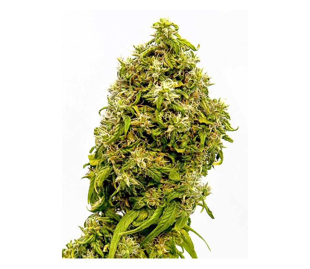 Swiss Dream CBD - Kannabia Seeds Company