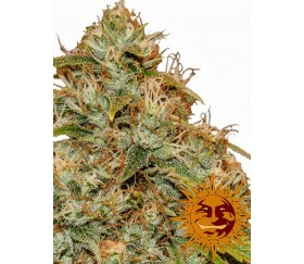 CBD Zitronentrank Auto - Barney's Farm