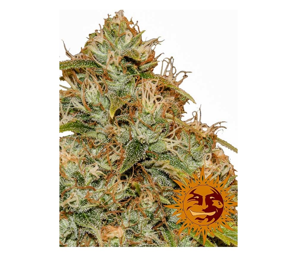 CBD Zitronentrank Auto - Barney's Farm