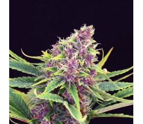 Purple Kush - Kannabia Seeds Company