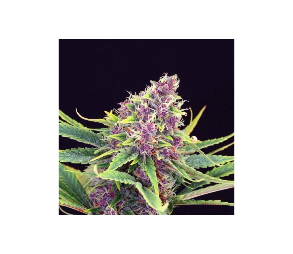 Purple Kush - Kannabia Seeds Company