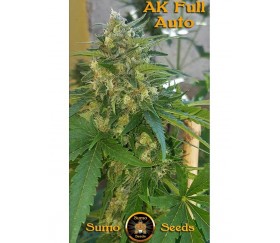 AK Full Auto - Sumo Seeds