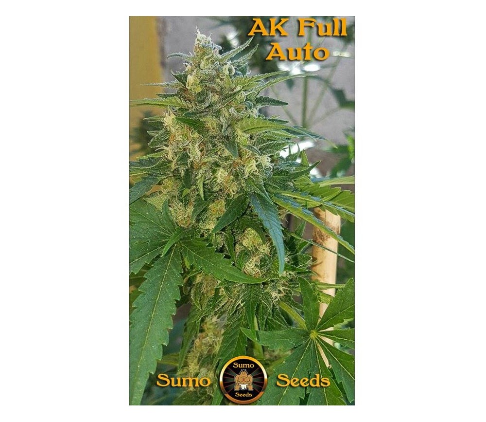 AK Full Auto - Sumo Seeds