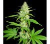 Amnesia Ganja Haze - Sumo Seeds