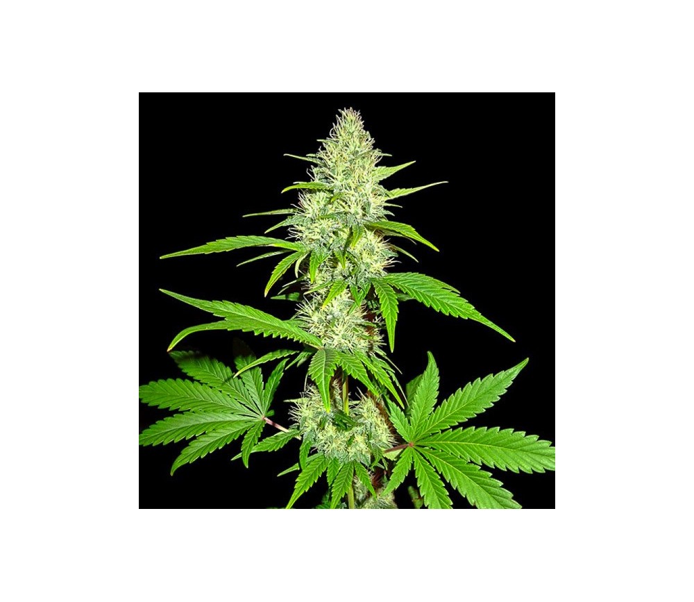 Amnesia Ganja Haze - Sumo Seeds