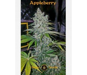 Appleberry - Sumo Seeds