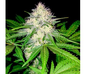 Berries & Cheese - Sumo Seeds