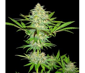 Cali Gangsta Kush - Sumo Seeds