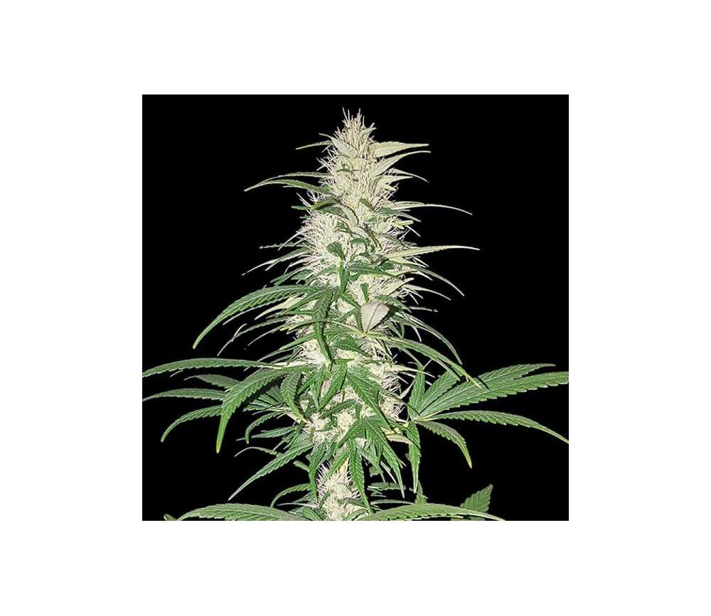 CBD Cherry Kush - Sumo Seeds