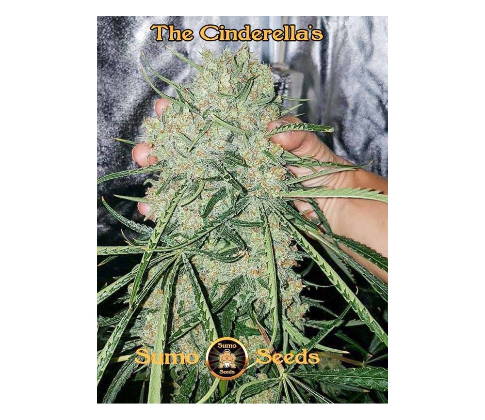 The Cinderella's - Sumo Seeds