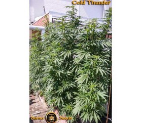Cold Thunder- Sumo Seeds