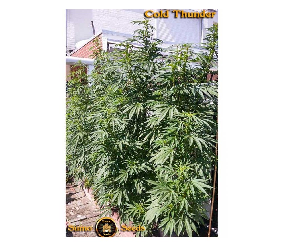 Cold Thunder- Sumo Seeds