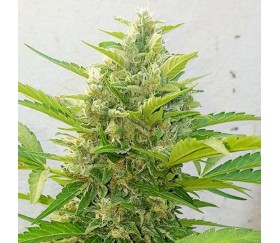 Deep Purple Haze Auto - Sumo Seeds