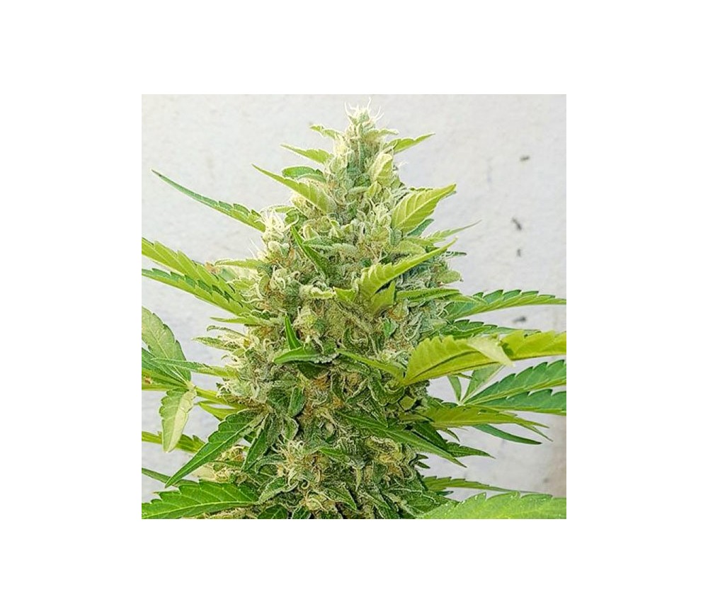 Deep Purple Haze Auto - Sumo Seeds