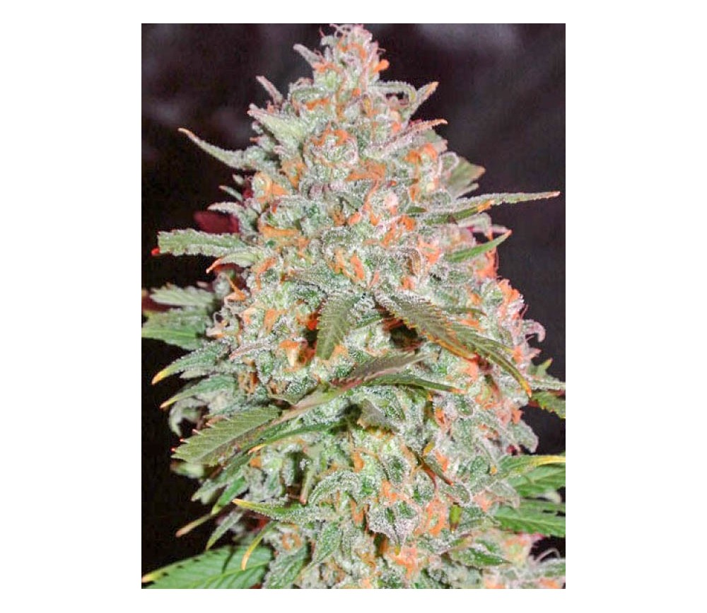 GOJI HAZE