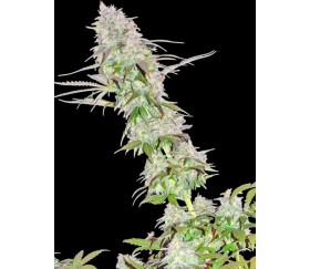 Green Mango - Sumo Seeds