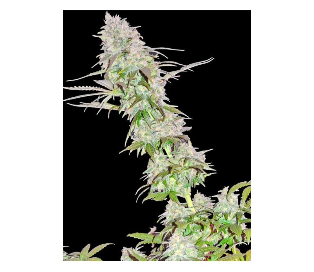 Green Mango - Sumo Seeds