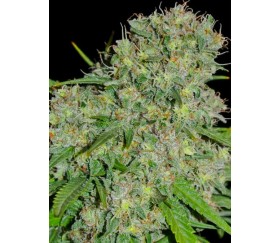 Honey Rock Sumo Seeds