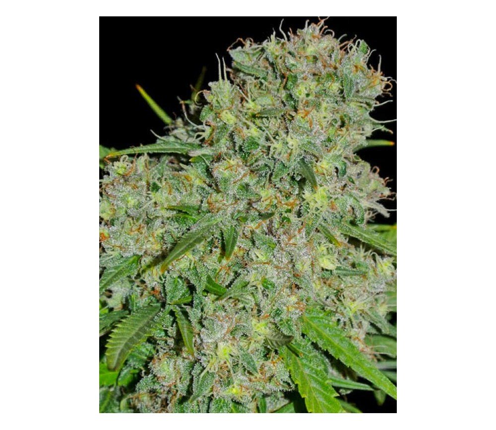 Honey Rock Sumo Seeds