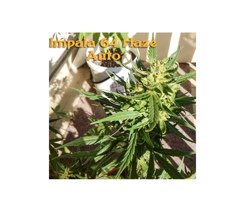 Impala 64 Autoflowering - Sumo Seeds