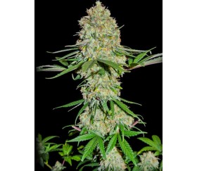 Silver Buddha Haze - Sumo Seeds