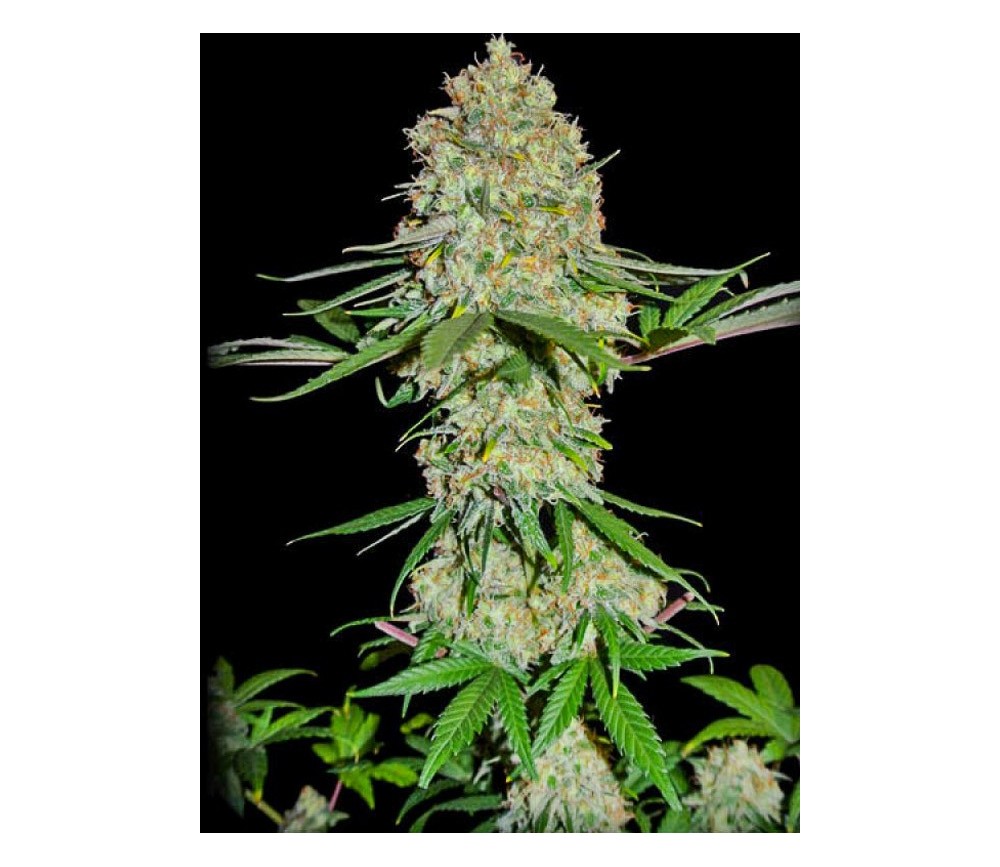 Silver Buddha Haze - Sumo Seeds