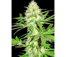 Sumo's Big Bud -Sumo Seeds