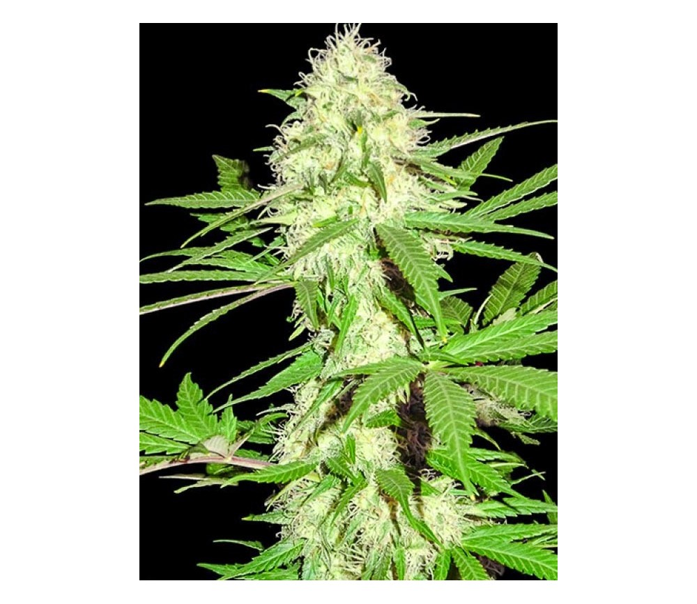 Sumo's Big Bud -Sumo Seeds