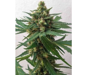 Suno's OG Kush Auto - Sumo Seeds