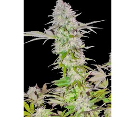 SWEET HARLEM DIESEL