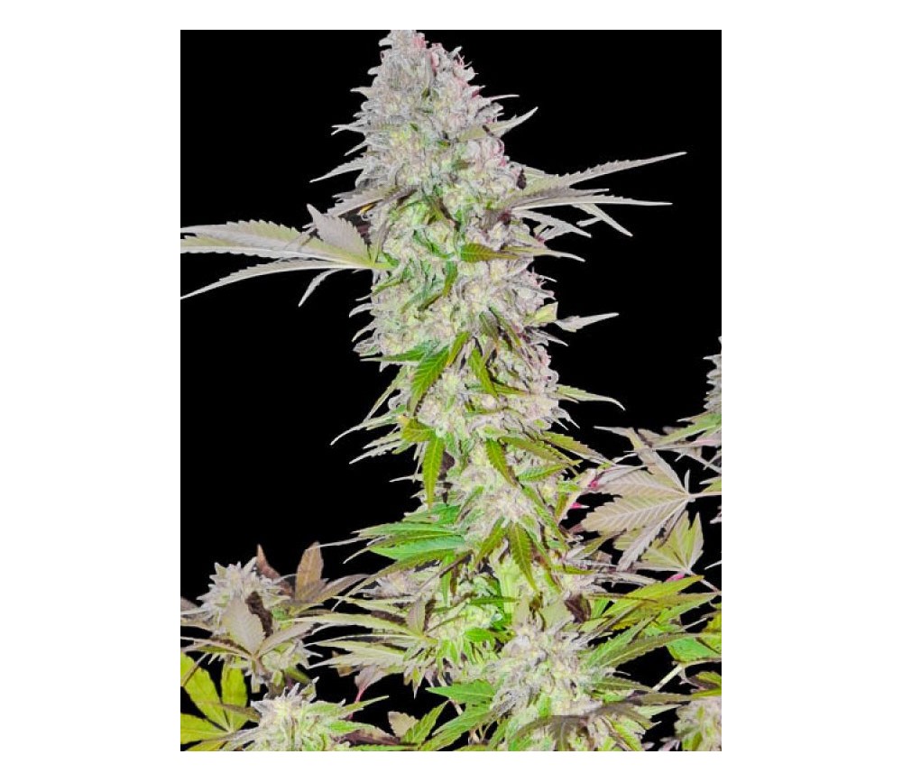 Sweet Harlem Diesel - Sumo Seeds