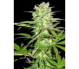 Thunderstruck - Sumo Seeds